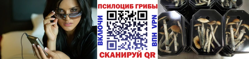 площадка как зайти  Отрадное  Галлюциногенные грибы Cubensis 